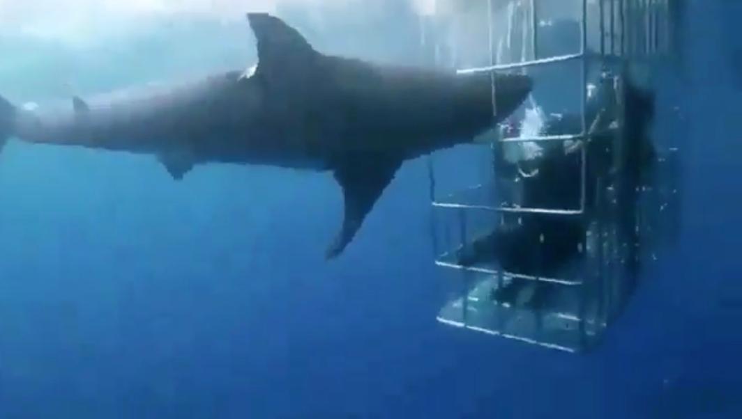 Shark beats itself to death while trying to attack divers in bloody caught-on-camera video