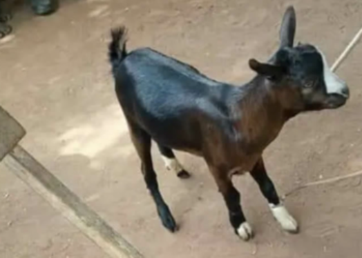 Ogun police arrests man for killing his neighbour over goat