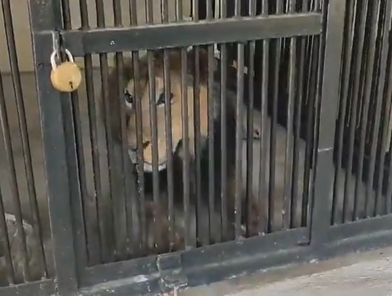 Man is mauled to death after climbing into lion enclosure to take selfie with it