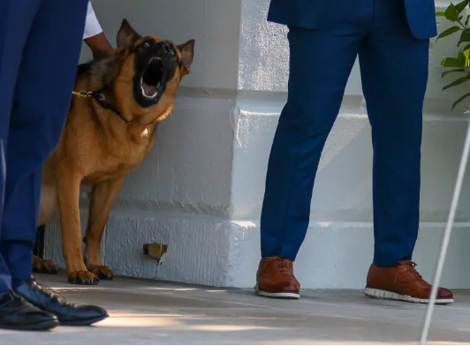 Biden gives away his dog Commander after series of attacks on Secret Service agents at White House