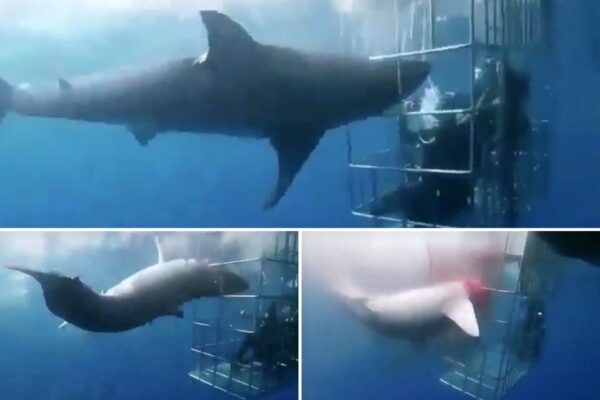 Shark beats itself to death while trying to attack divers in bloody caught-on-camera video