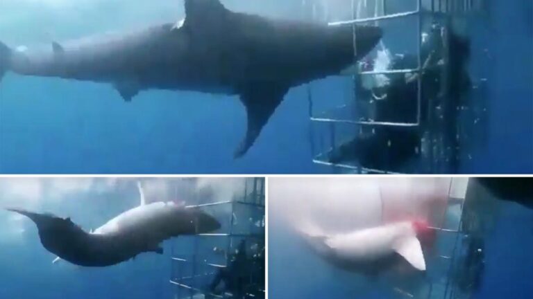 Shark beats itself to death while trying to attack divers in bloody caught-on-camera video