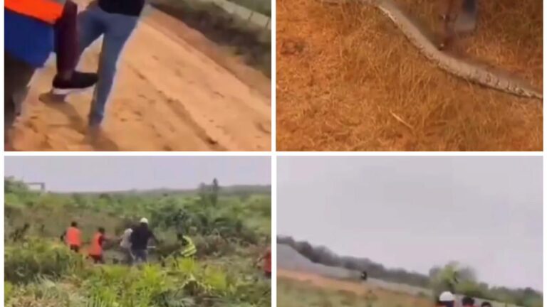 Trending video of realtor bitten by a snake during land inspection